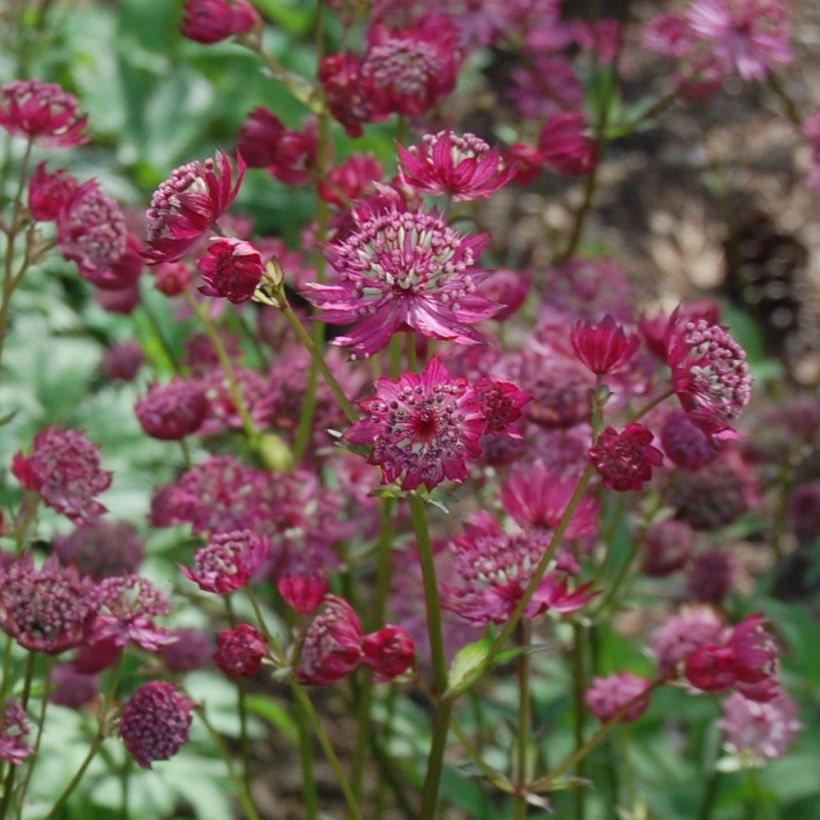 Astrantia major Lars (Fioritura)