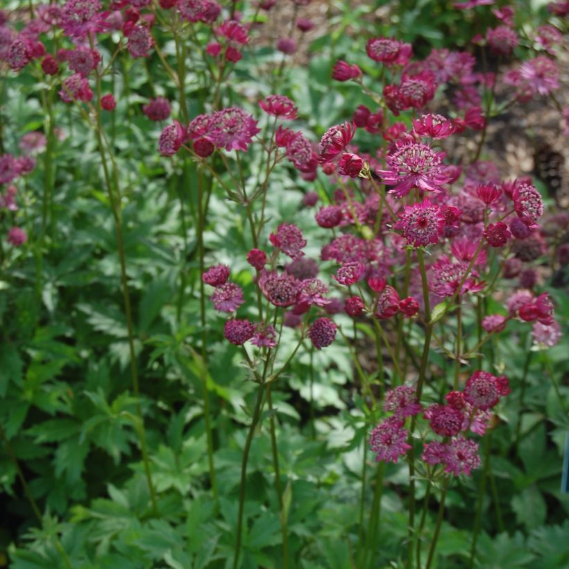 Astrantia major Lars (Porto)