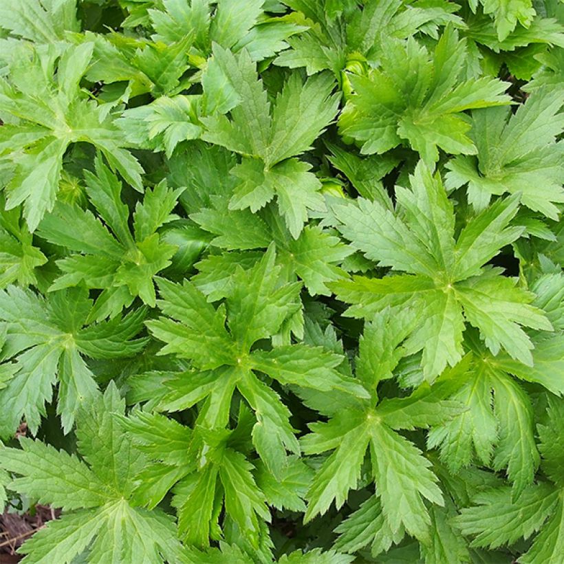 Astrantia major Pink Pride (Fogliame)