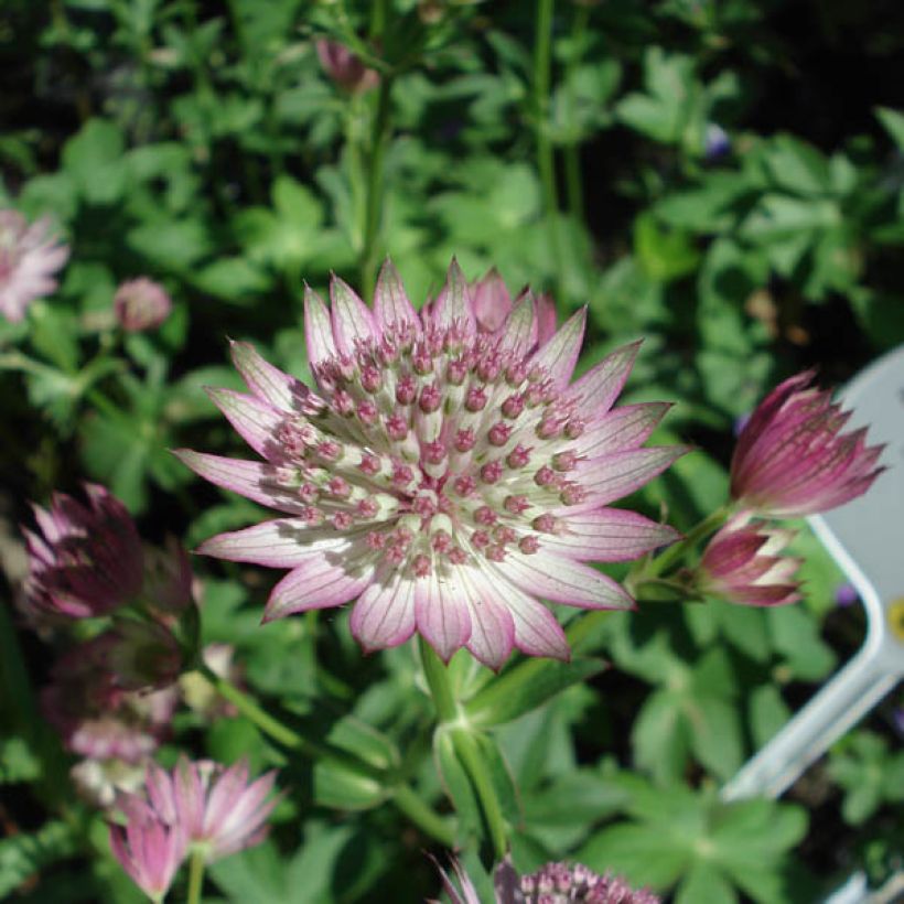 Astrantia major Roma (Fioritura)