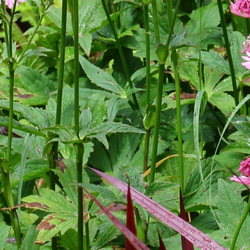 Astrantia major Rosensinfonie (Fogliame)