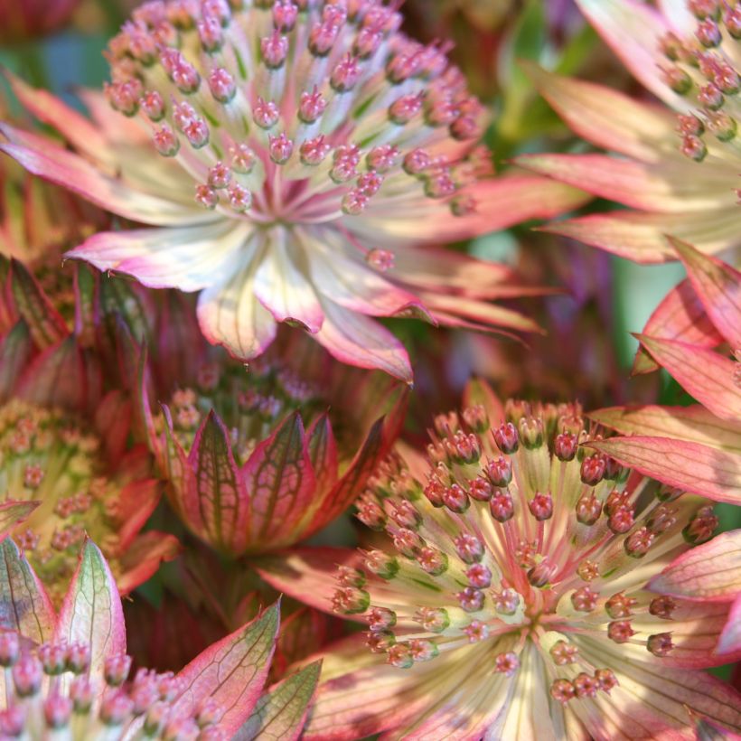 Astrantia major Rosensinfonie (Fioritura)