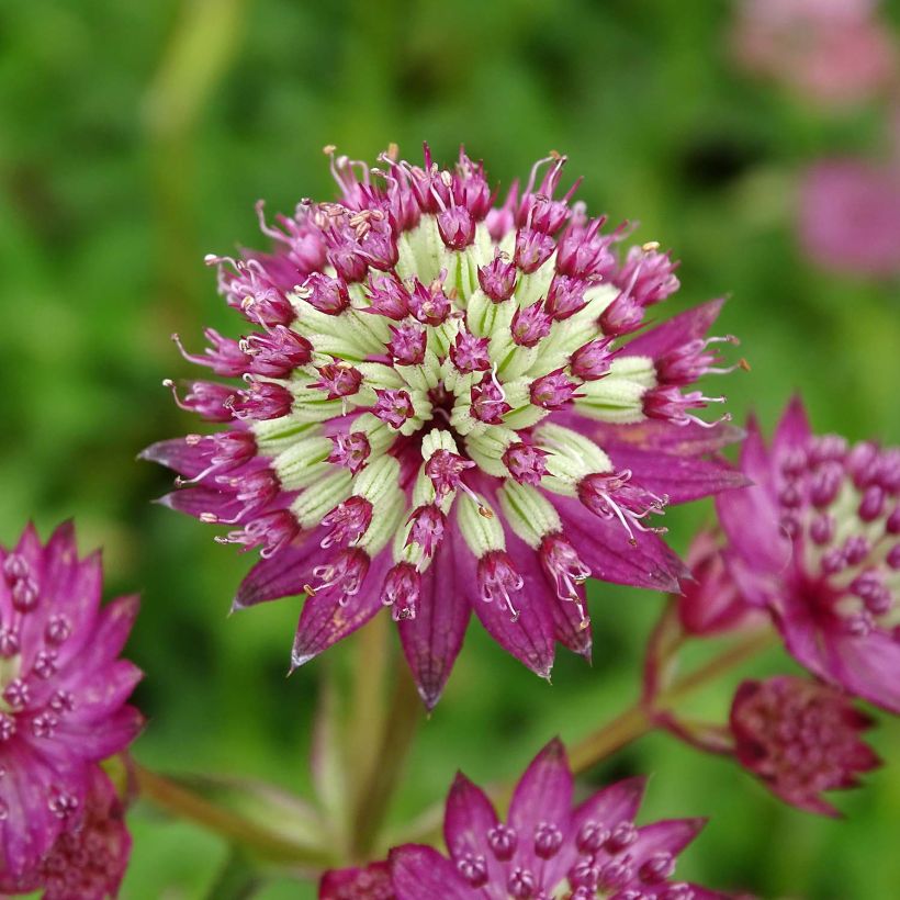 Astrantia major Star of Beauty (Fioritura)