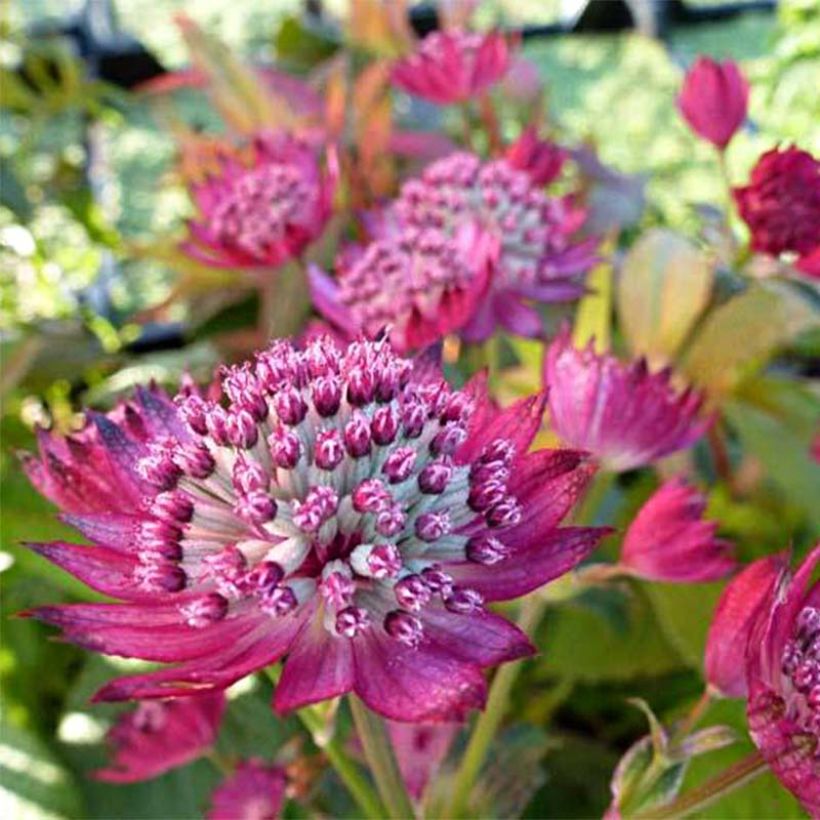 Astrantia major Star of Treasure (Fioritura)