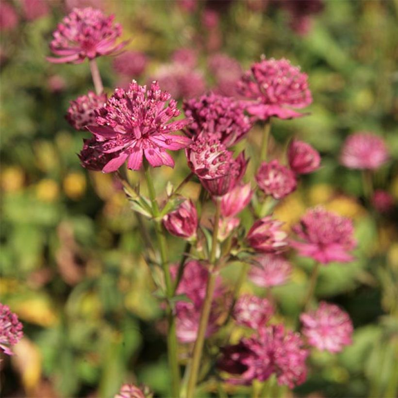 Astrantia major Washfield (Fioritura)