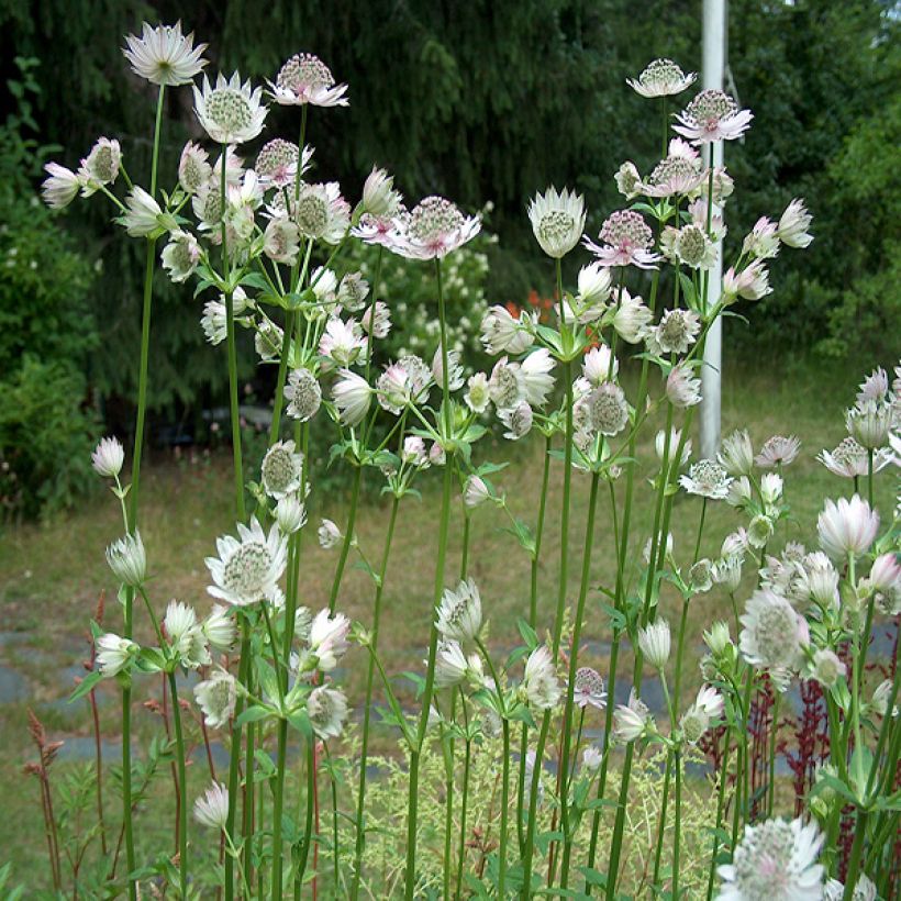 Astrantia major Alba (Porto)