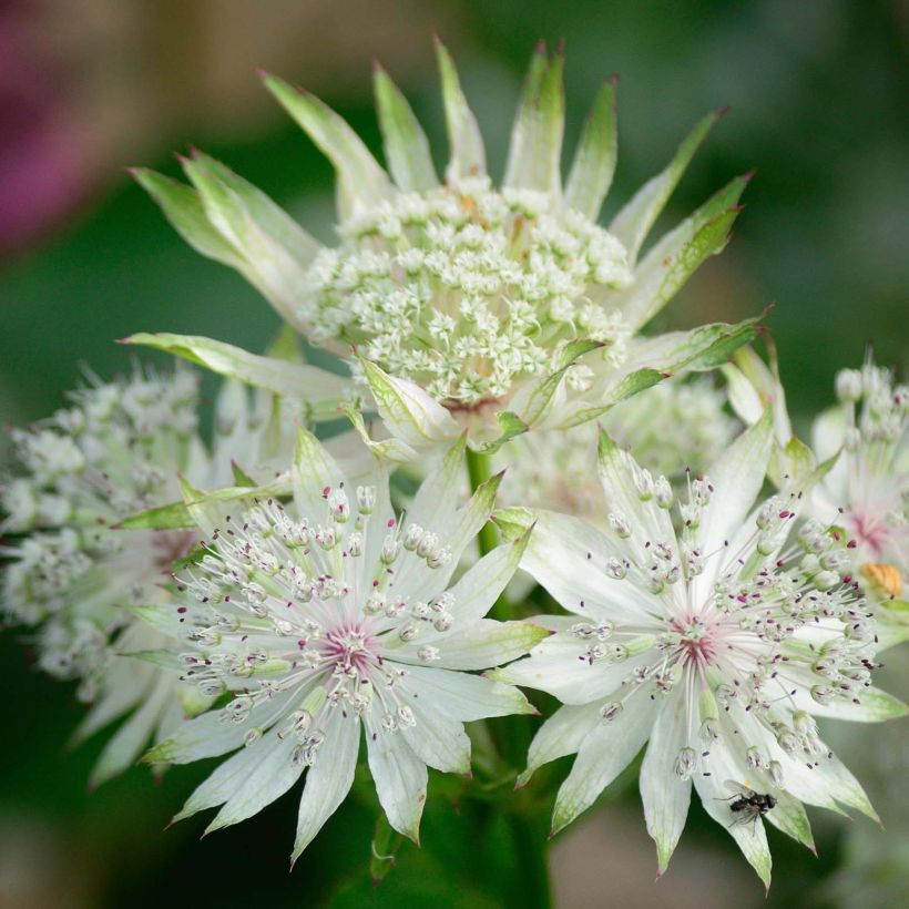 Astrantia major White Giant (Fioritura)