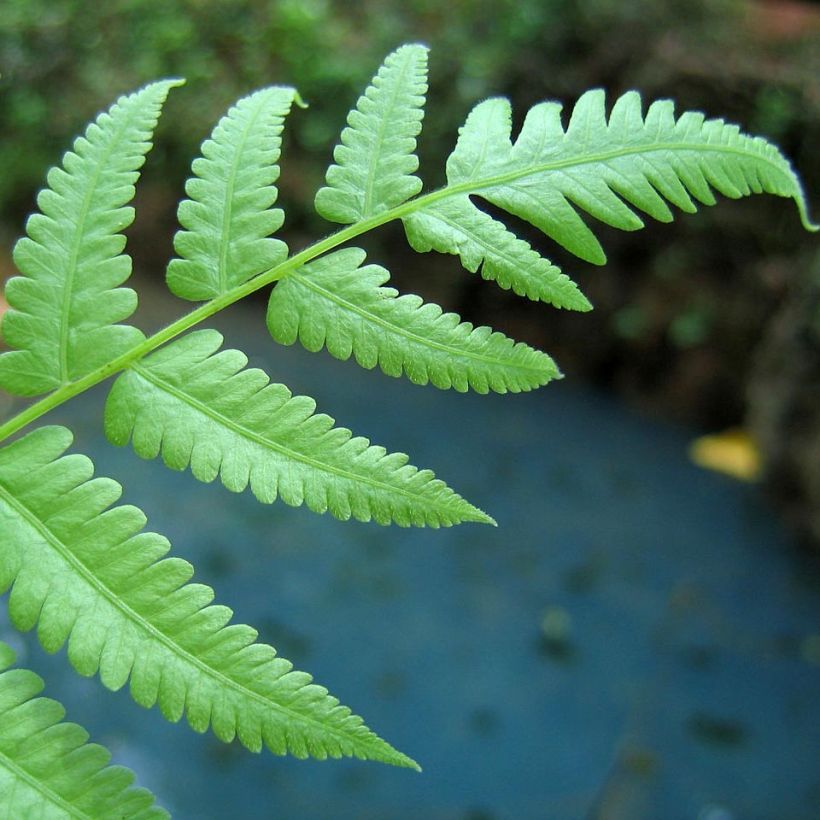 Athyrium filix-femina - Felce femmina (Fogliame)