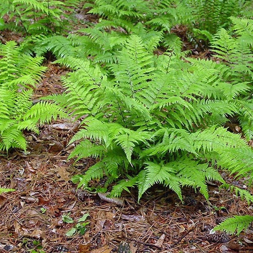 Athyrium filix-femina - Felce femmina (Porto)