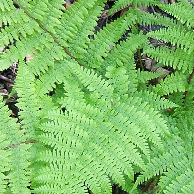 Athyrium filix-femina Cruciatum Group - Felce femmina (Fogliame)