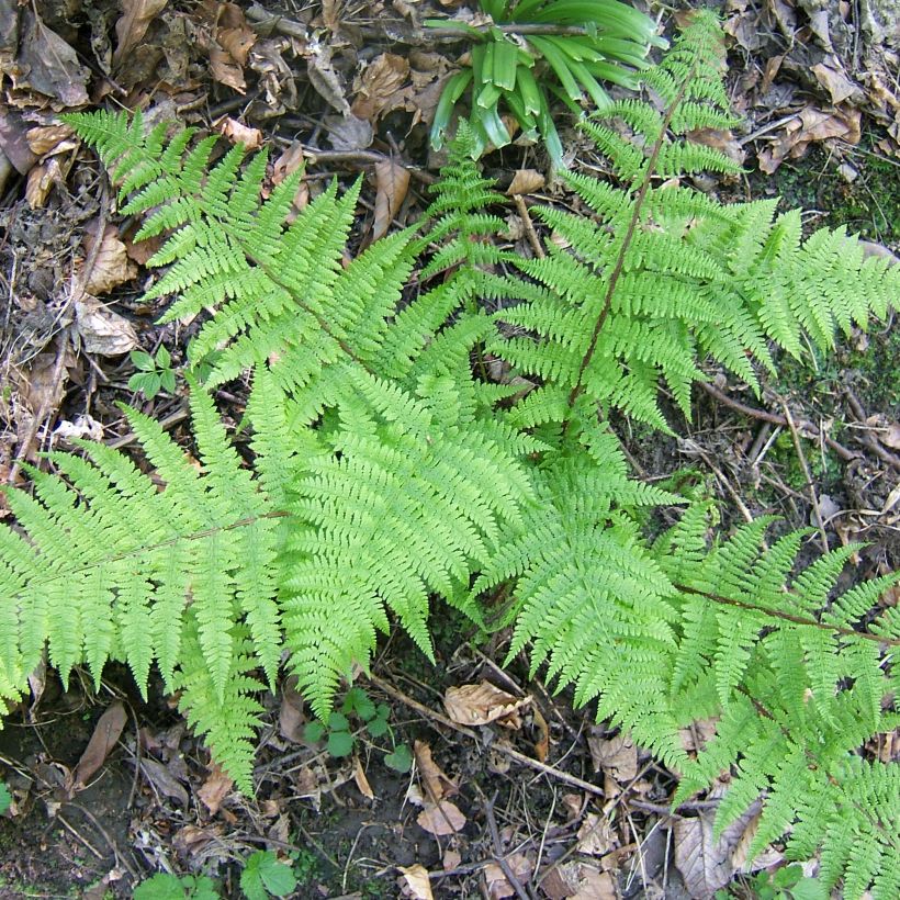 Athyrium filix-femina Cruciatum Group - Felce femmina (Porto)