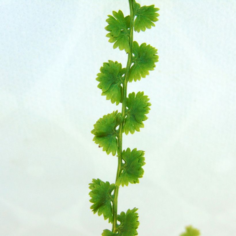 Athyrium filix-femina Frizelliae - Felce femmina (Fogliame)