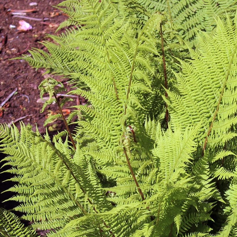 Athyrium filix-femina Rotstiel - Felce femmina (Fogliame)