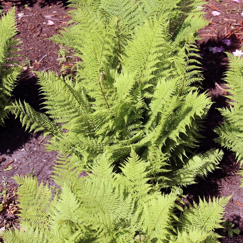 Athyrium filix-femina Rotstiel - Felce femmina (Porto)