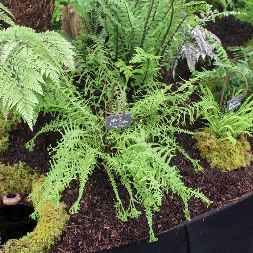 Athyrium filix-femina Victoriae - Felce femmina (Porto)