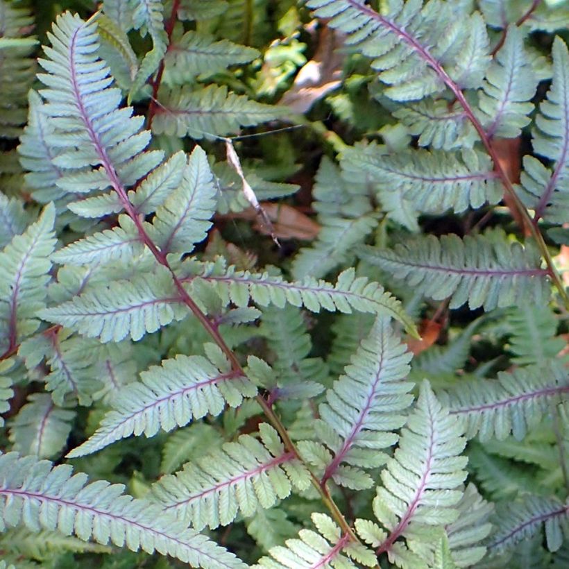 Athyrium niponicum Burgundy Lace - Felce (Fogliame)