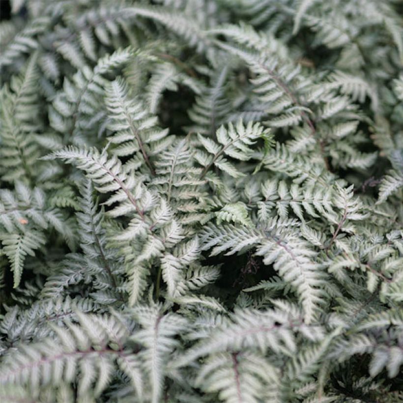 Athyrium niponicum Pewter Lace - Felce (Fogliame)