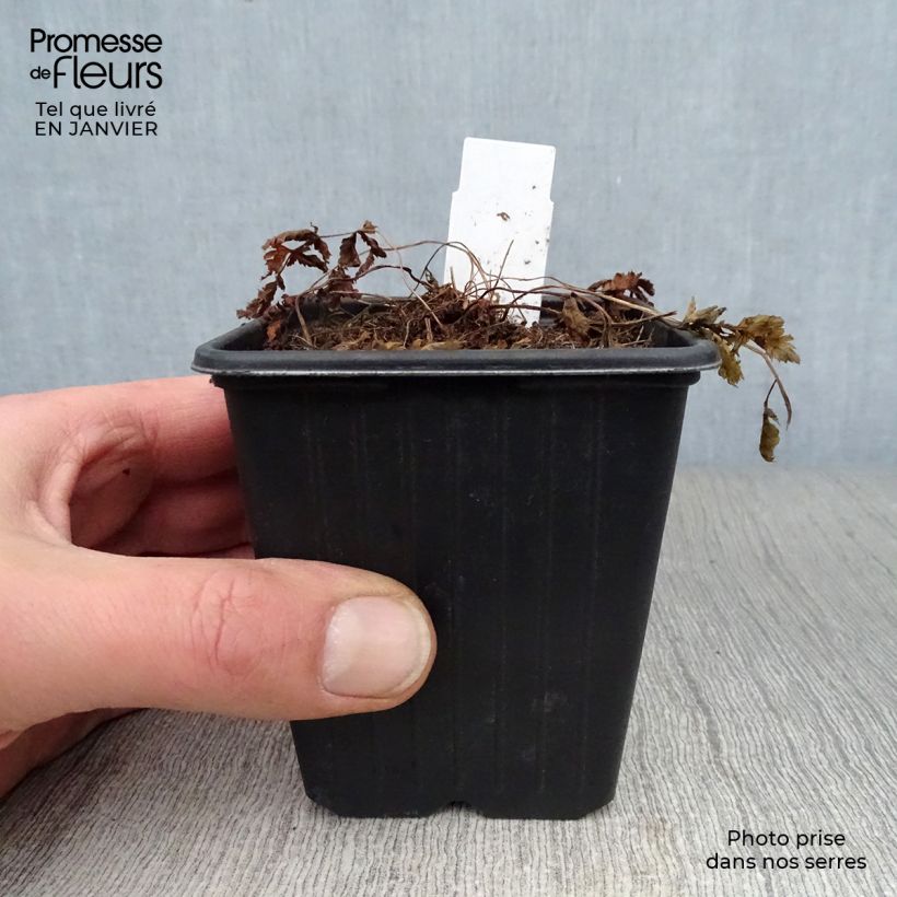 Athyrium niponicum Pictum - Fougère japonaise en godet de 8/9 cm esemplare consegnato in inverno