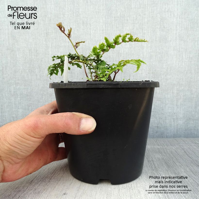 Athyrium niponicum Pictum - Fougère japonaise en pot de 2/3 L esemplare consegnato in primavera