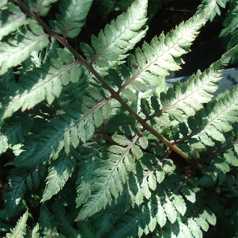 Athyrium niponicum Ursula's red - Felce (Fogliame)