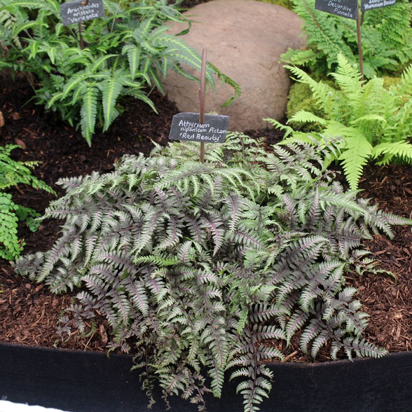 Athyrium niponicum var. pictum Red Beauty - Felce (Porto)