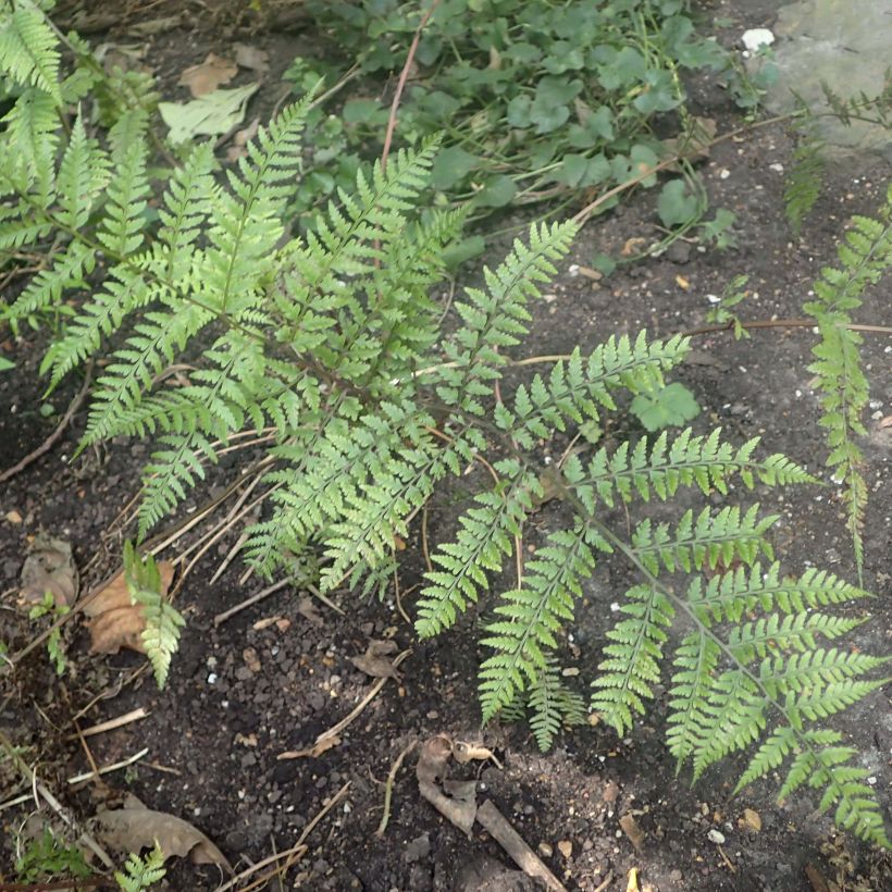 Athyrium vidalii - Felce (Fogliame)