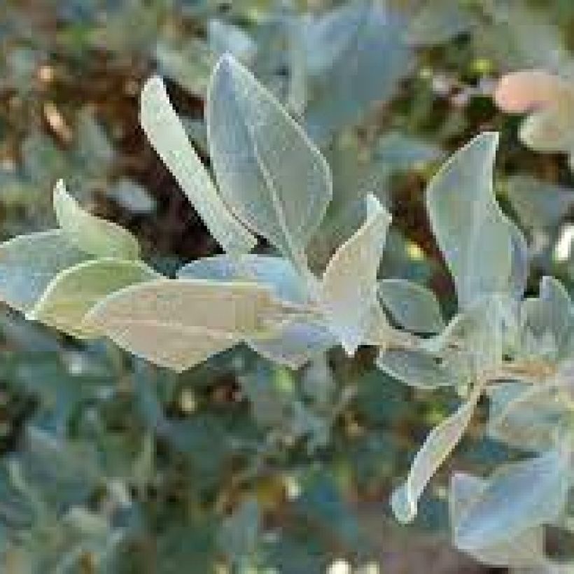 Atriplex halimus - Porcellana di mare (Fogliame)