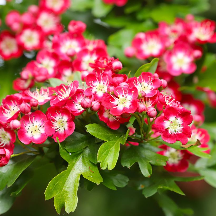 Crataegus laevigata Crimson Cloud (Fioritura)