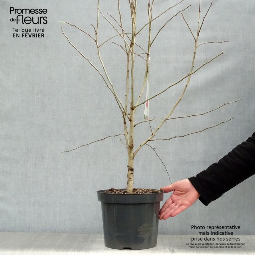 Aubépine - Crataegus laevigata Paul's Scarlet 80/120cm en pot de 7,5/10L esemplare consegnato in inverno