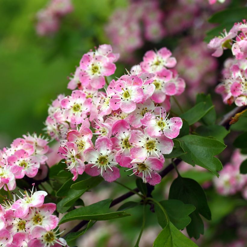 Crataegus Princesse Sturdza (Fioritura)