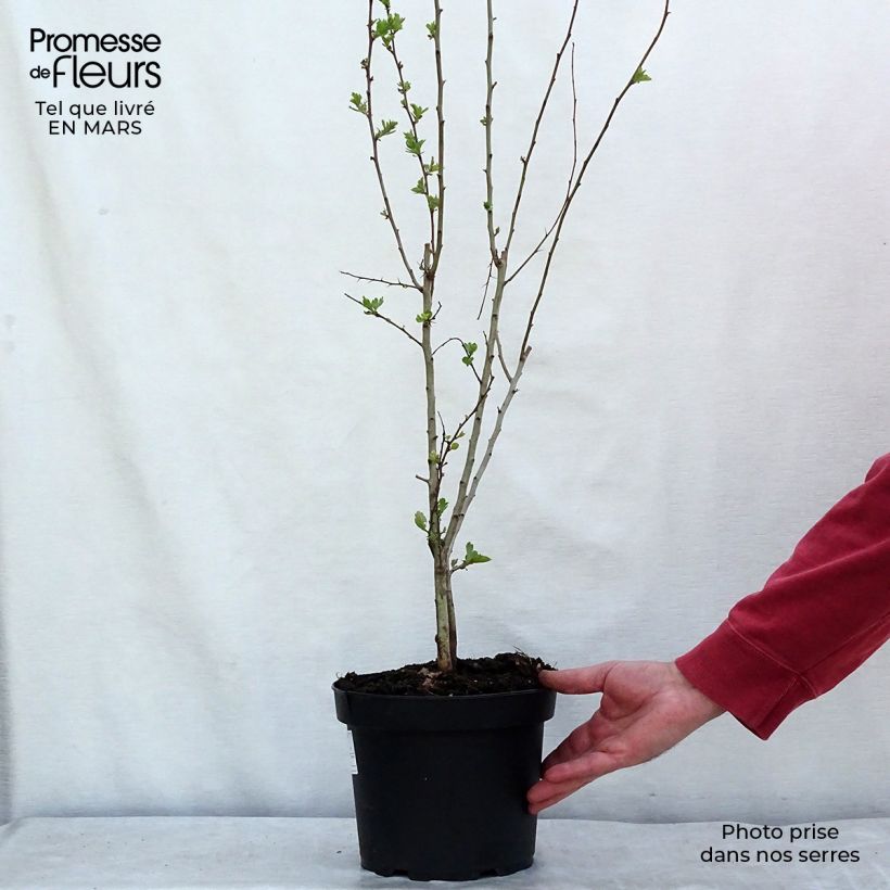 Aubépine, Epine blanche - Crataegus monogyna en pot de 4L/5L esemplare consegnato in inverno