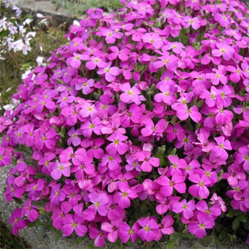 Aubrieta Bressingham Red - Aubrezia (Porto)