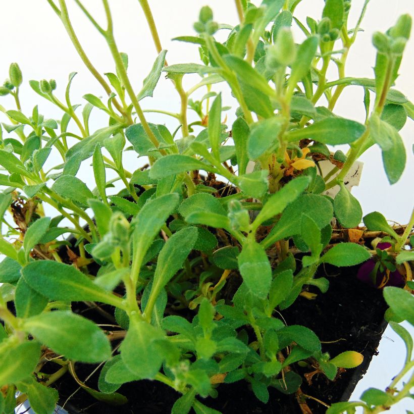 Aubrieta Bressingham Red - Aubrezia (Fogliame)