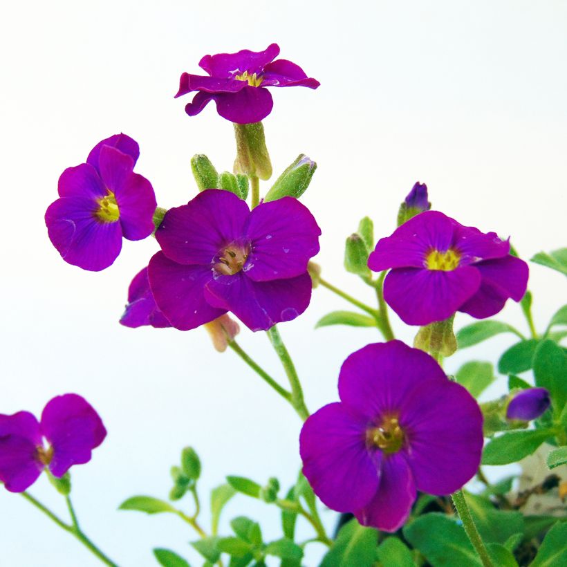 Aubrieta Bressingham Red - Aubrezia (Fioritura)