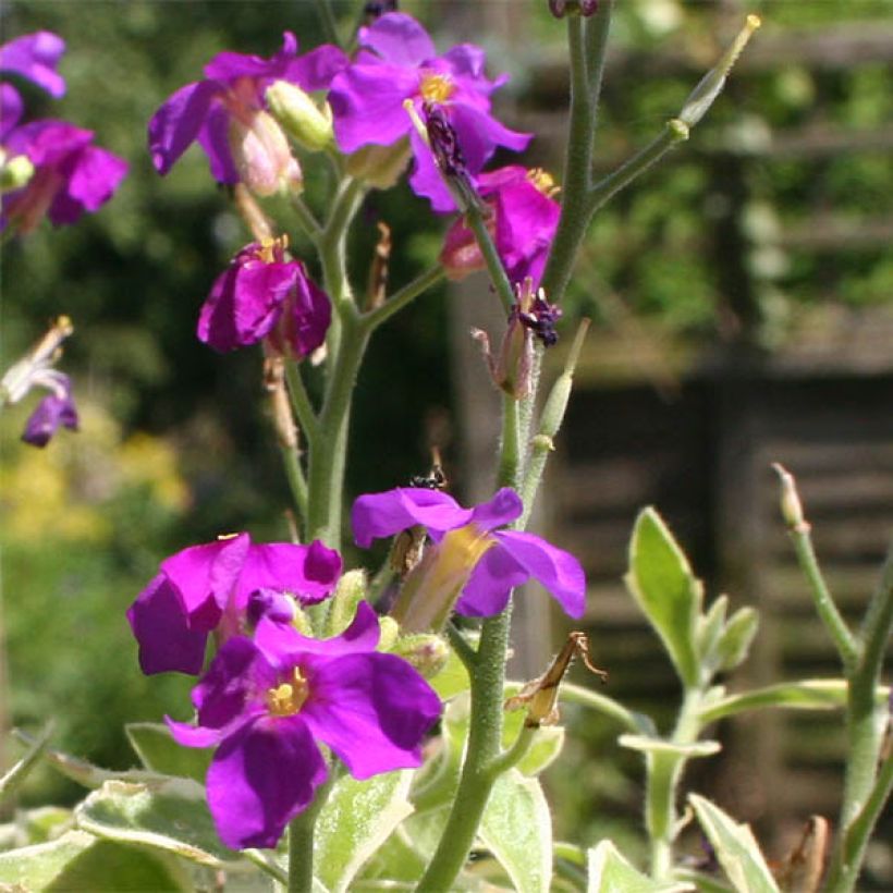 Aubrieta Dr Mules Variegated - Aubrezia (Fioritura)