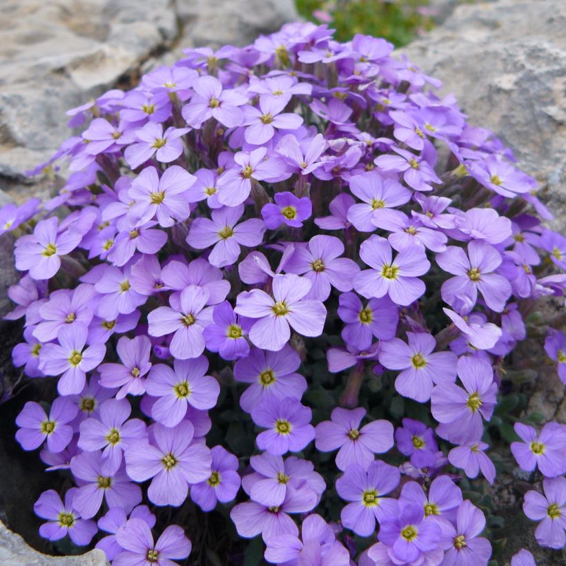 Aubrieta Novalis Blue - Aubrezia (Porto)