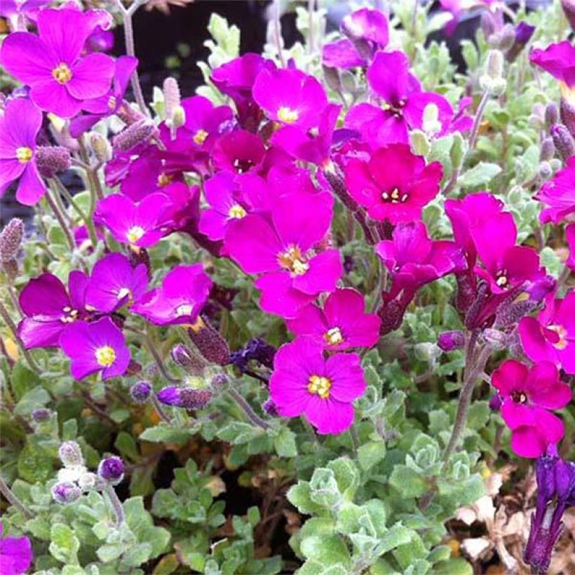 Aubrieta Cascade Red - Aubrezia (Fioritura)