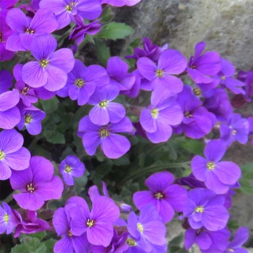 Aubrieta Cascade Purple - Aubrezia (Fioritura)