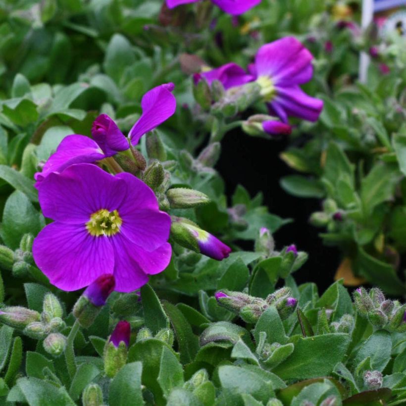 Aubrieta Kitte Blue - Aubrezia (Fioritura)