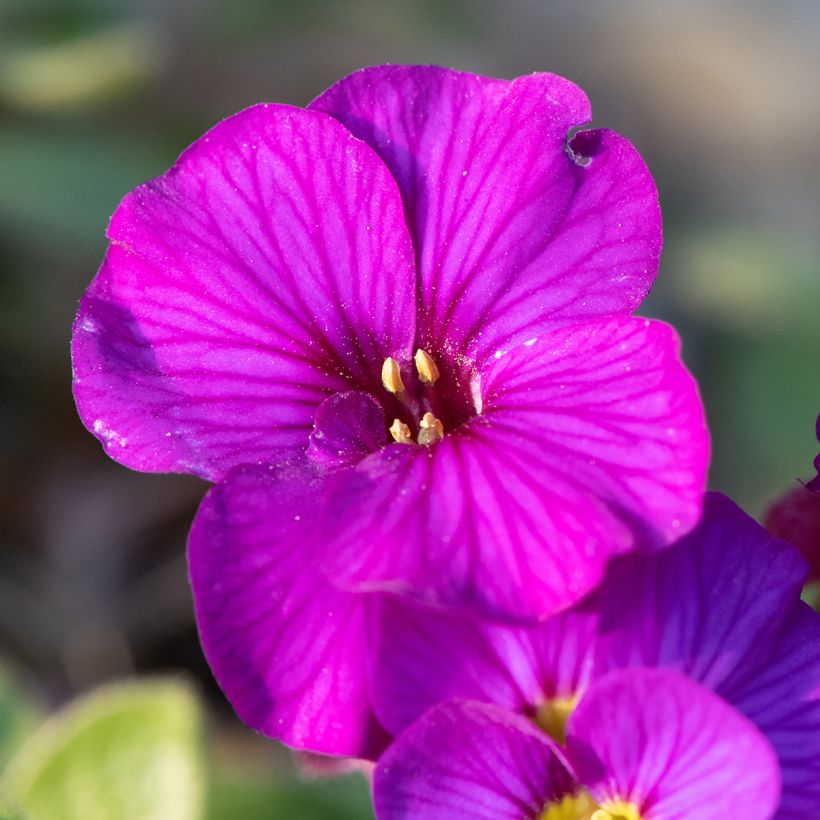 Aubrieta Elsa Lancaster - Aubrezia (Fioritura)