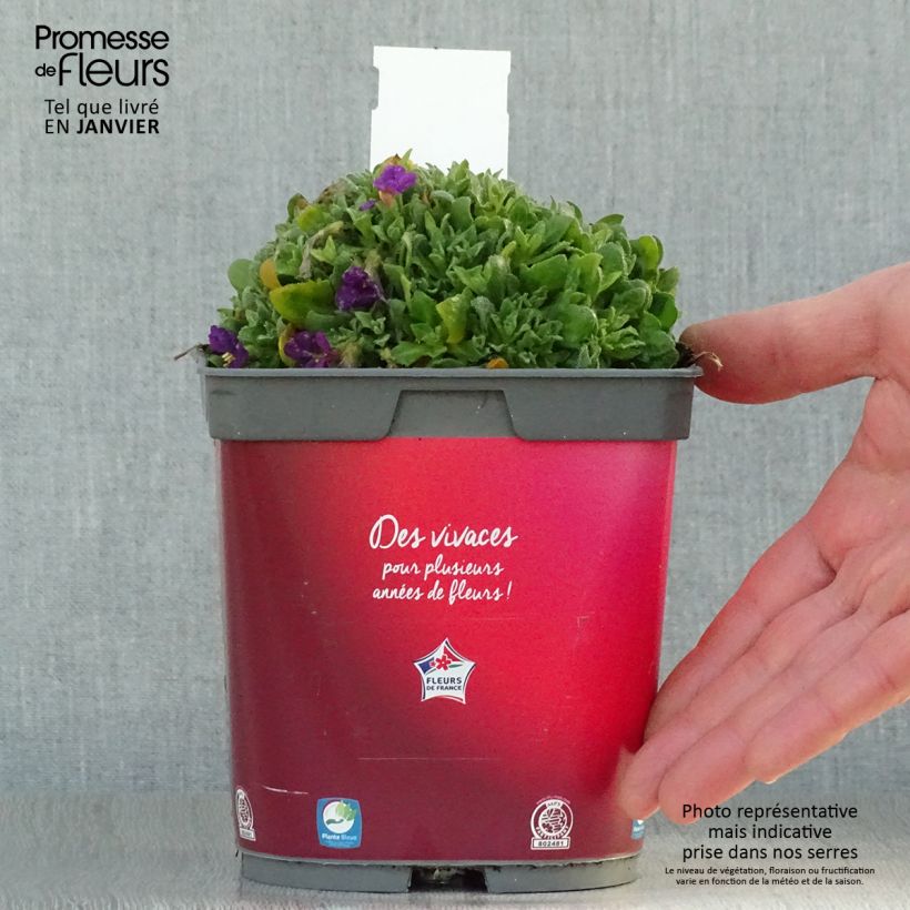 Aubriète Florado Rose-Red - Aubrieta gracilis Pot de 2L/3L esemplare consegnato in inverno