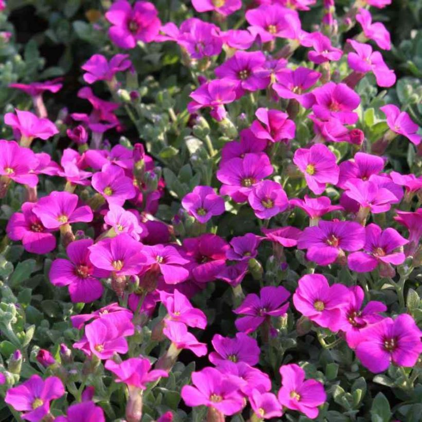 Aubrieta Rose-Red - Aubrezia (Fioritura)