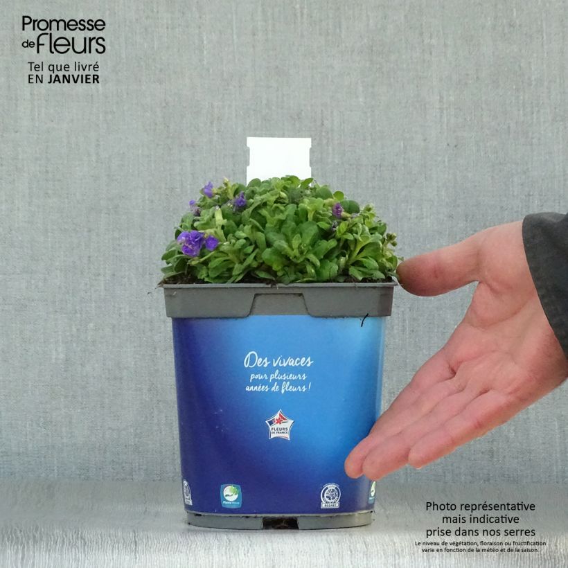 Aubriete Kitte® Bleu (Blue)  - Aubrieta x gracilis en pot de 2/3 L Pot de 2L/3L esemplare consegnato in inverno