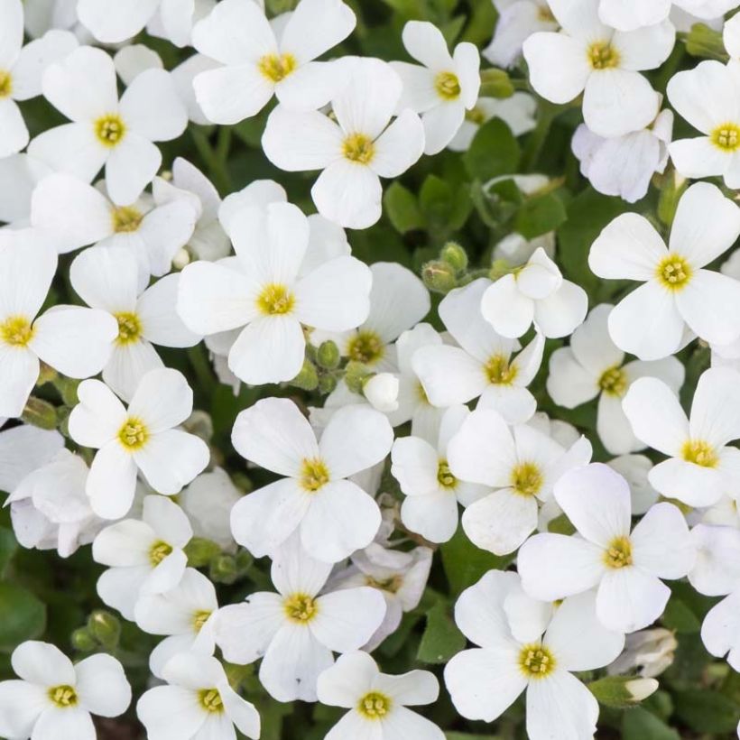 Aubrieta Kitte White - Aubrezia (Fioritura)