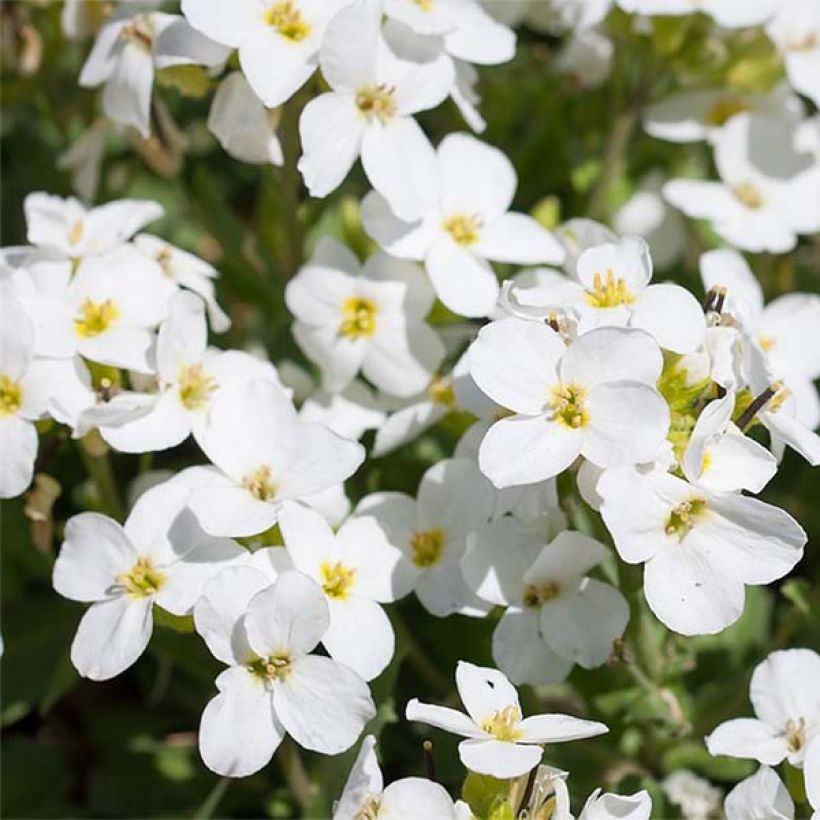 Aubrieta Fiona - Aubrezia (Fioritura)