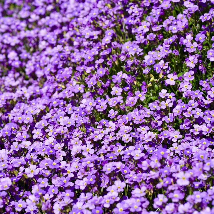 Aubrieta Cascade Blue - Aubrezia (Fioritura)