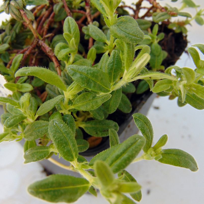 Aubrieta Cascade Red - Aubrezia (Fogliame)