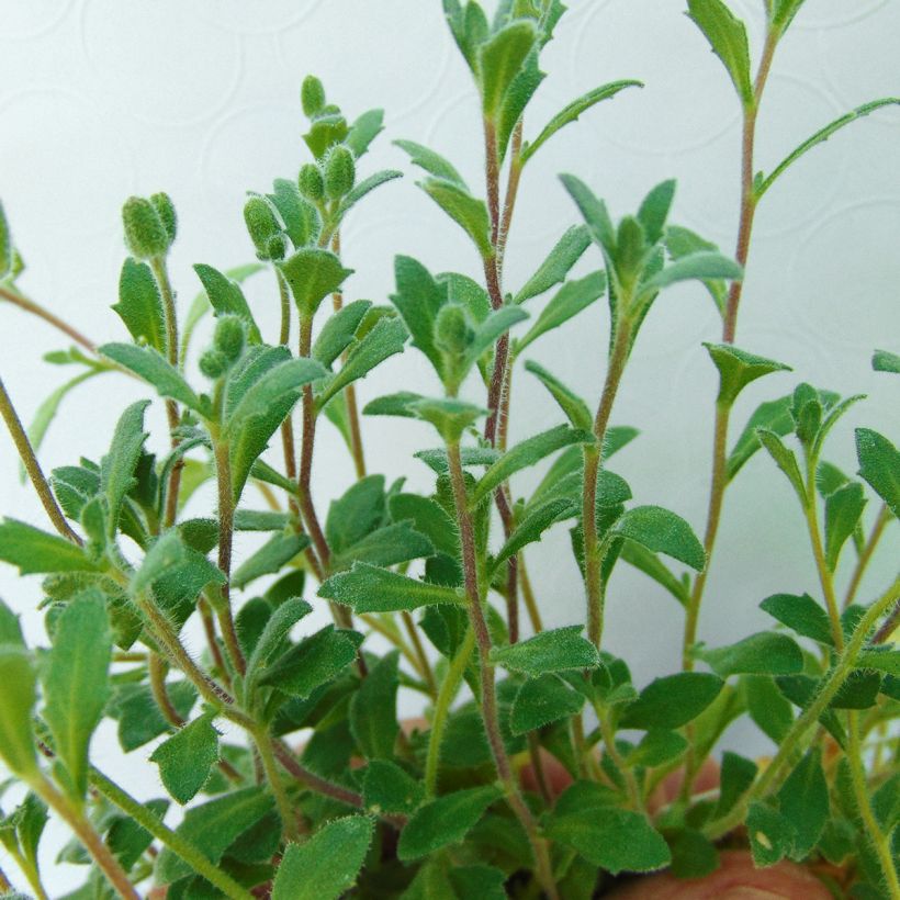 Aubrieta Cascade Purple - Aubrezia (Fogliame)