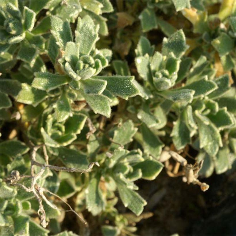 Aubrieta Argenteovariegata - Aubrezia (Fogliame)