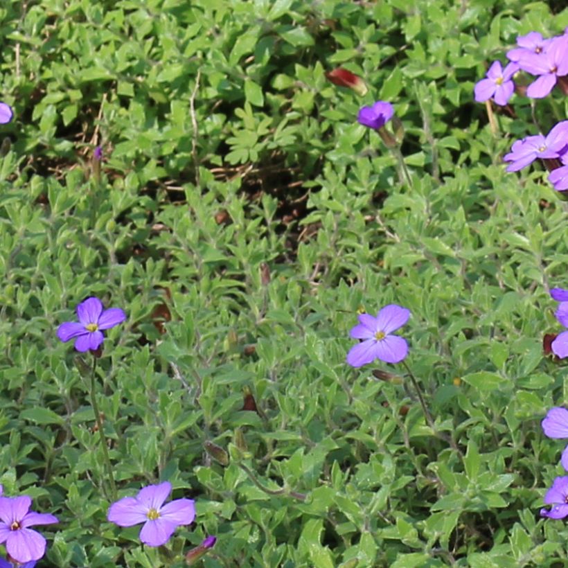 Aubrieta canescens subsp. cilicica - Aubrezia (Fogliame)